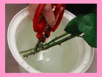 大田区 大森 花屋 水あげ