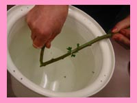 大田区 大森 花屋 水あげ